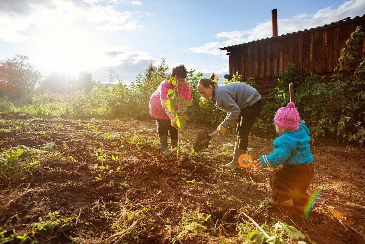 A woman digs in a garden with her family.