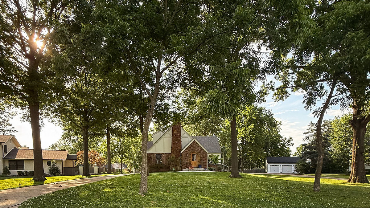 A photo of large trees in front of a brick home.