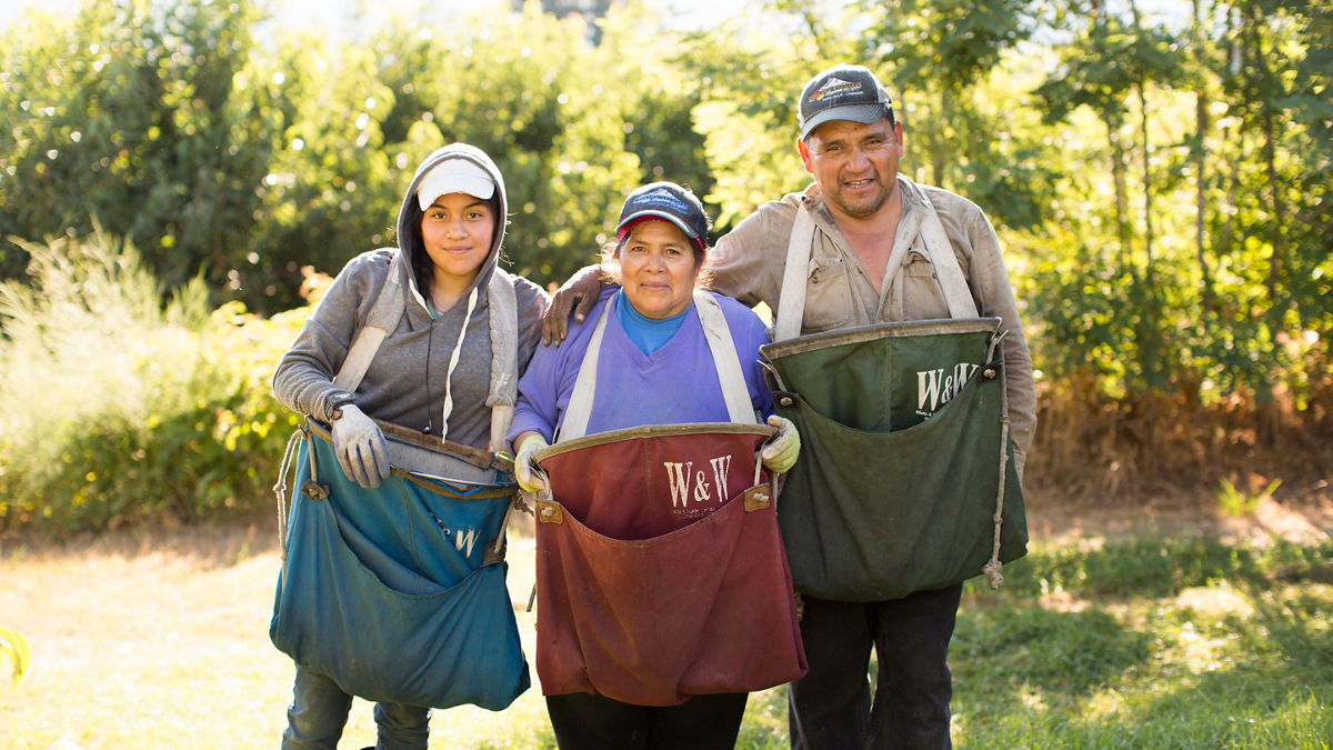 A family working together in an orchard. 