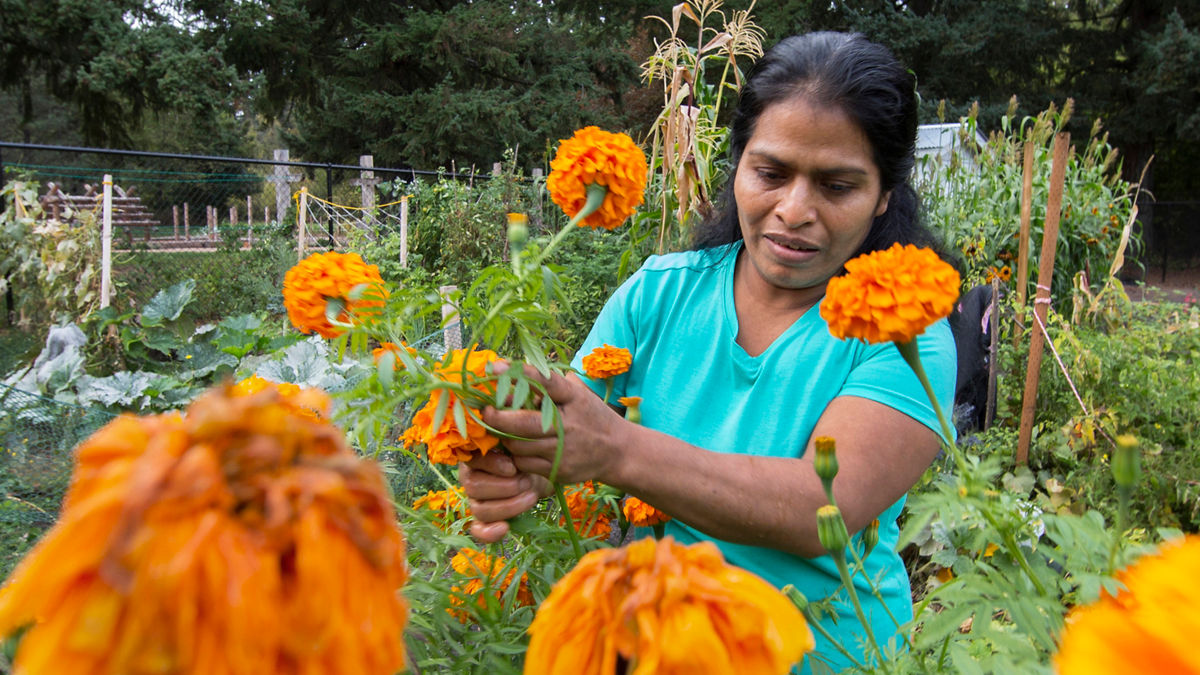 A woman harvesting bright and colorful blooming flowers.
