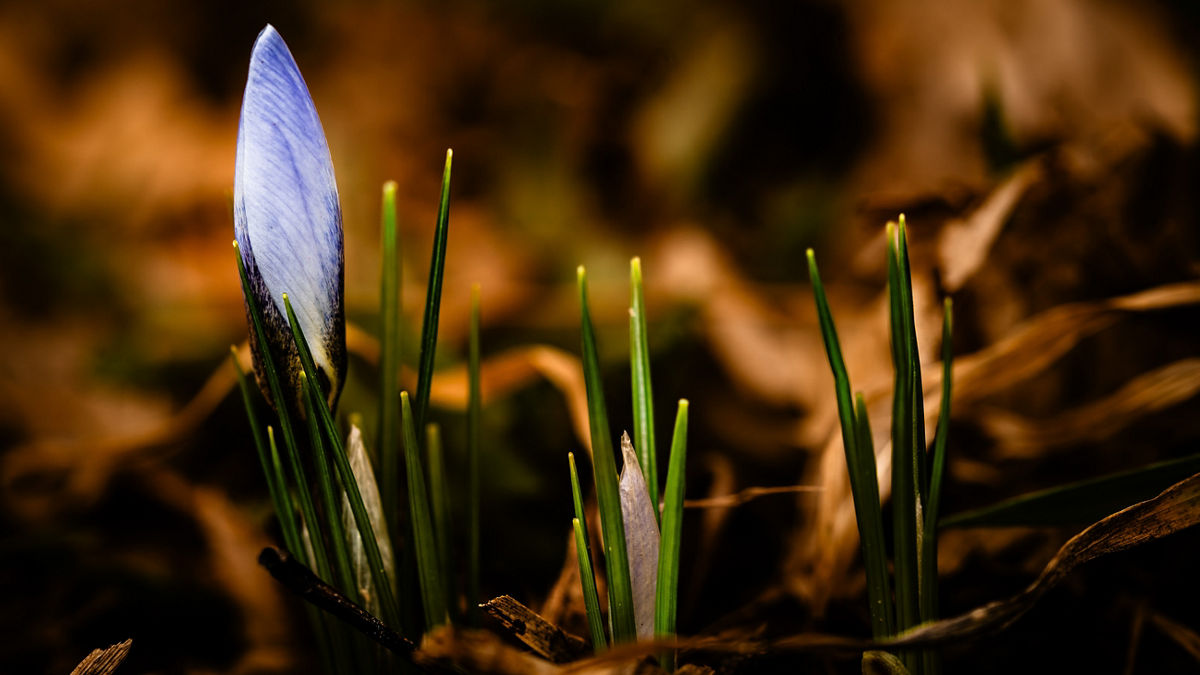 A crocus about to bloom depicts for Jill Wagner hope for better days.
