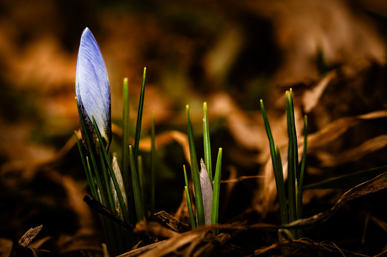 A crocus about to bloom depicts for Jill Wagner hope for better days.