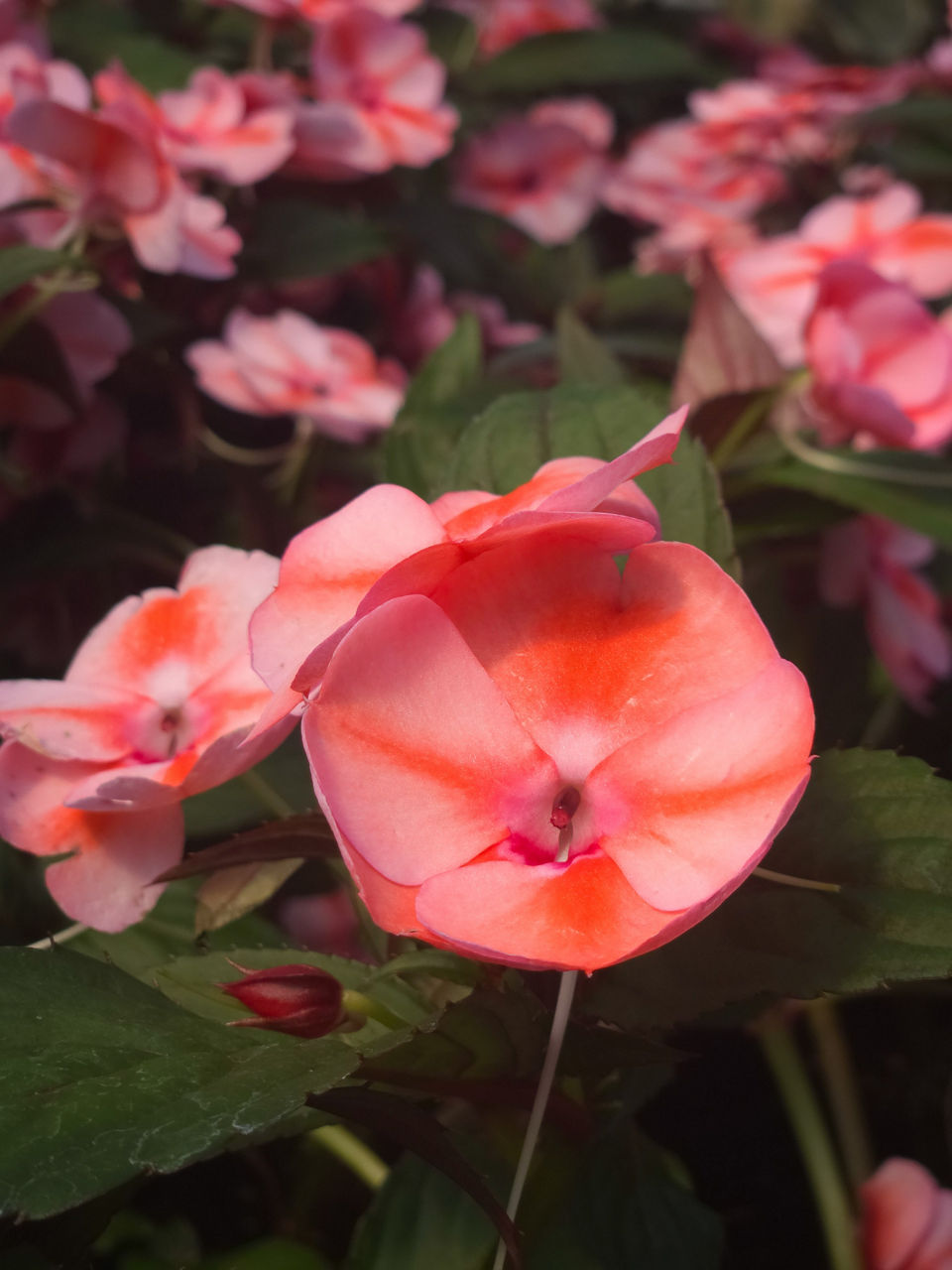 A close-up photo of a flower among additional flowers in the background. 