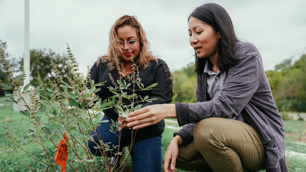  Two women admire a recently planted tree.