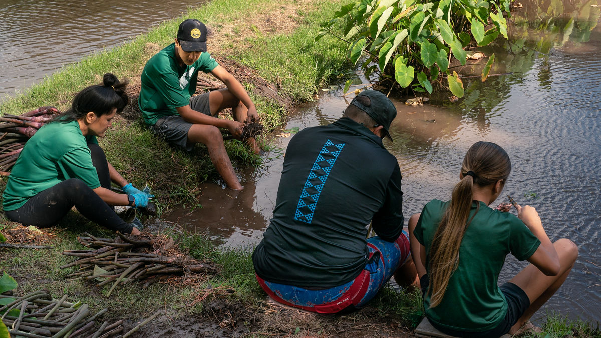 A group of people of mixed ages sit around a water patch harvesting taro.