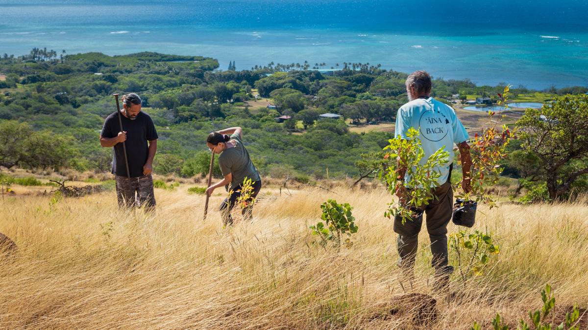 Three individuals planting trees on a grassy hillside with a view of the ocean in the distance.