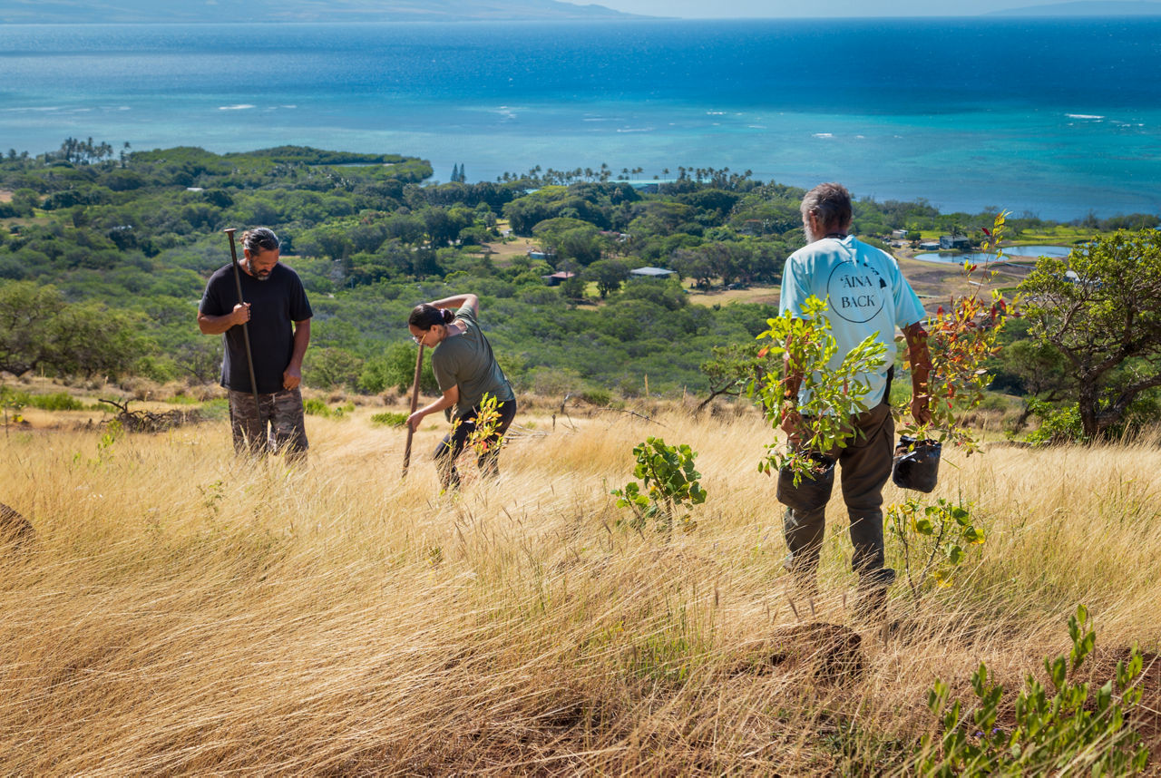 Three individuals planting trees on a grassy hillside with a view of the ocean in the distance.