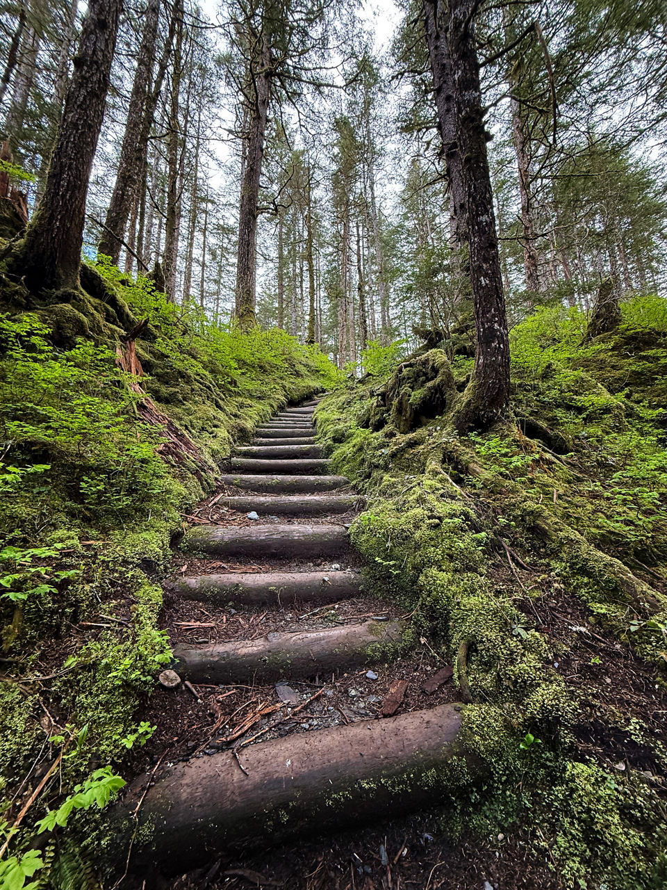 Wooden stairs leading up through a trail in the Tongass National Forest.