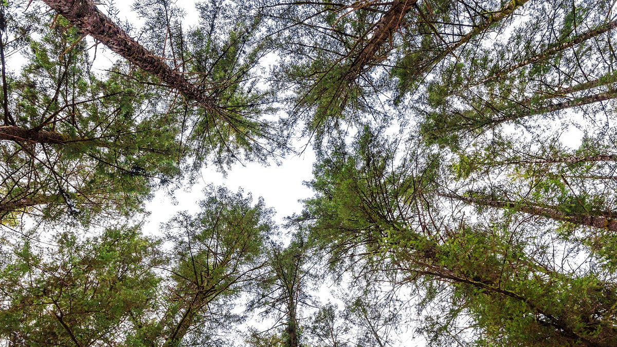 Treetop Canopy in Tongass National Forest in Southeast Alaska.