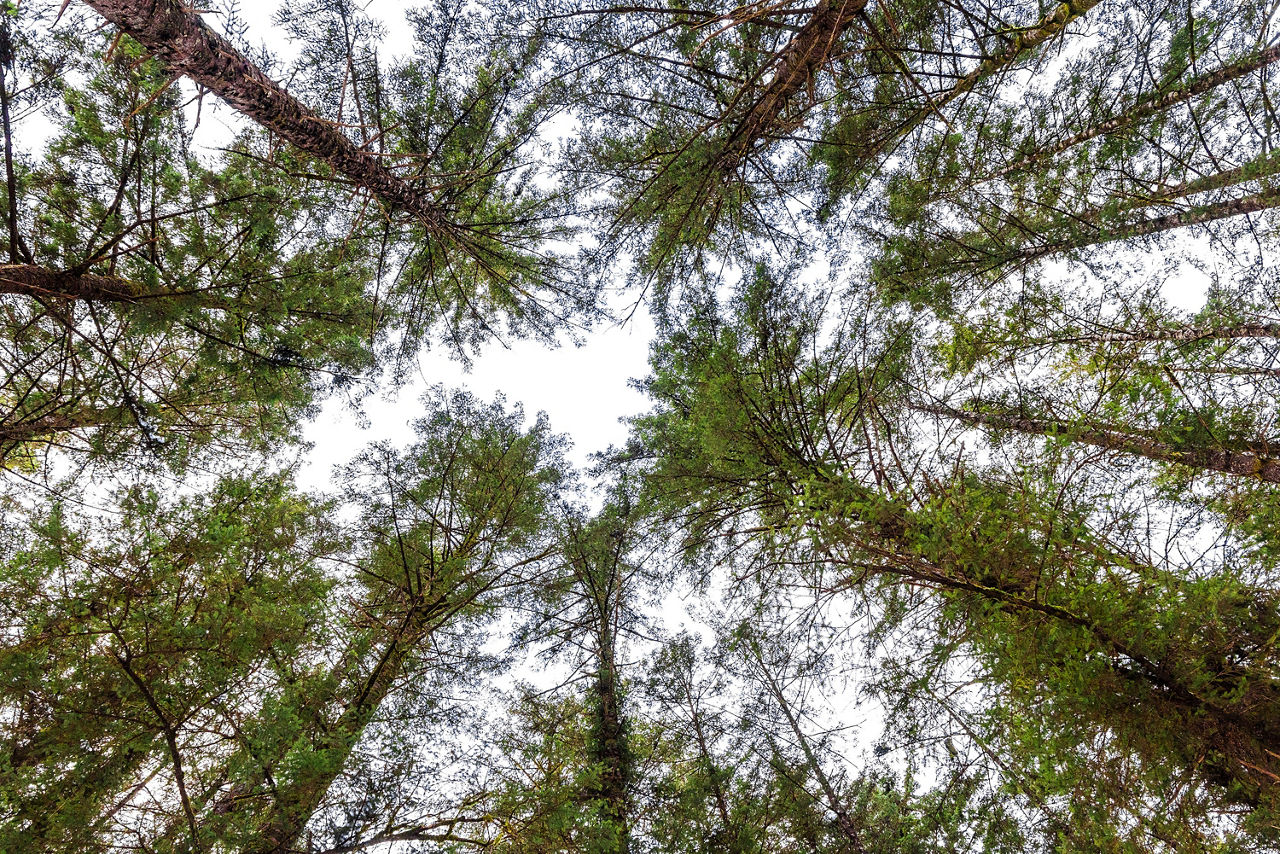 Treetop Canopy in Tongass National Forest in Southeast Alaska.