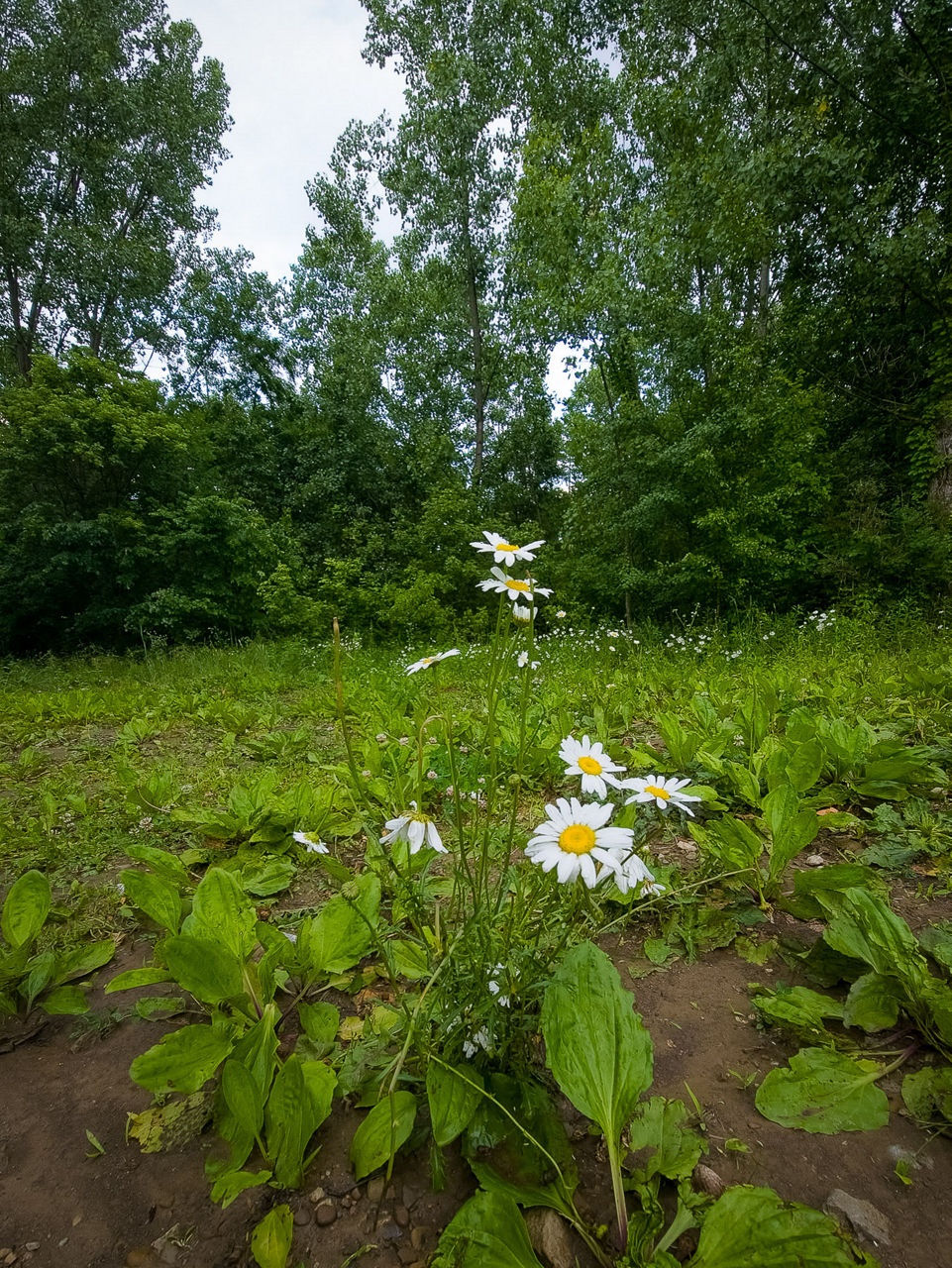 A photo of daisies among weeds. 