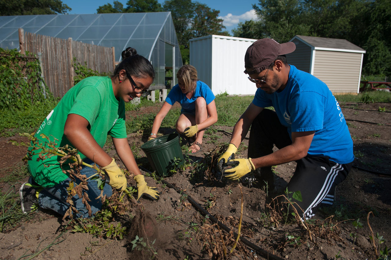 Volunteers uproot potatoes at Costello Urban Farm. 2015 Culture of Health Prize. 