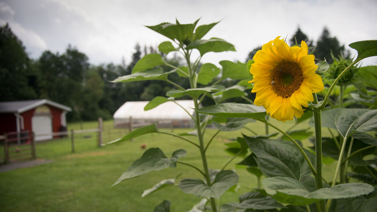 A sunflower blooming on a farm.